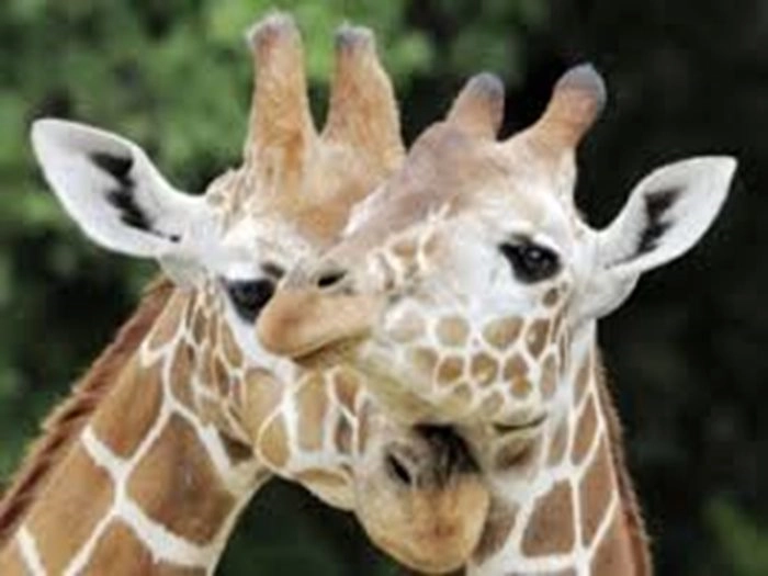 Yorkshire Wildlife Park